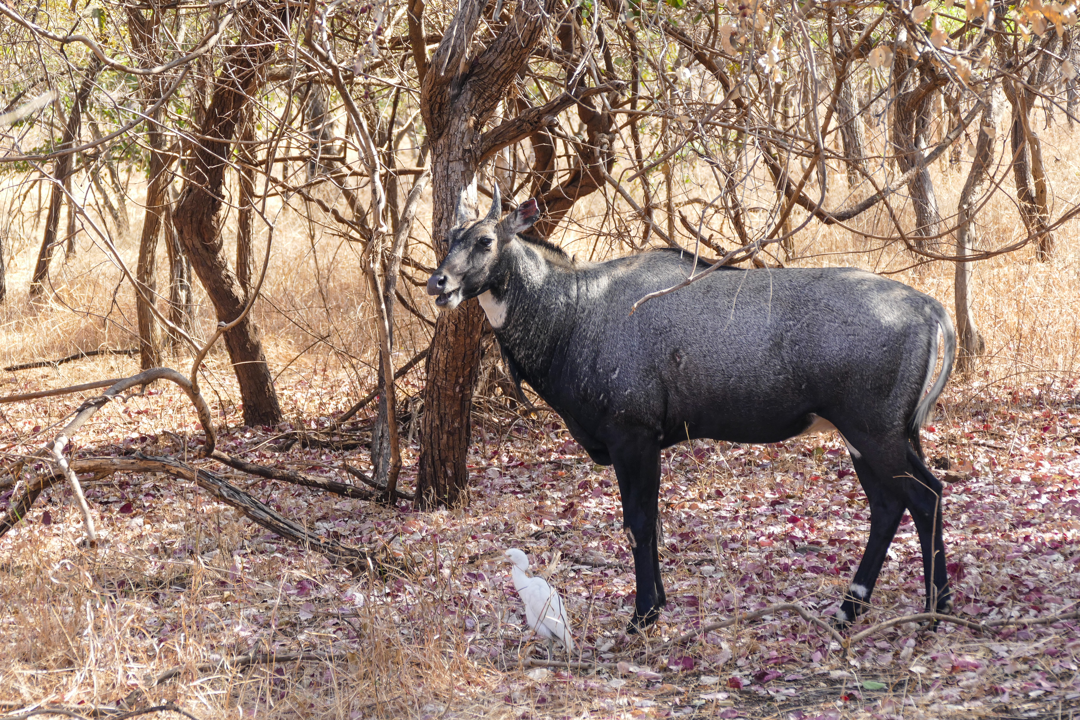 Nilgau Antilope